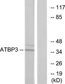 Anti-ATPBD3 antibody used in Western Blot (WB). GTX87262