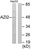 Anti-AZI2 antibody used in Western Blot (WB). GTX87461