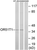 Anti-OR51T1 antibody used in Western Blot (WB). GTX87587