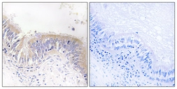 Anti-VGF antibody used in IHC (Paraffin sections) (IHC-P). GTX87831