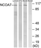 Anti-NCOA7 antibody used in Western Blot (WB). GTX87951