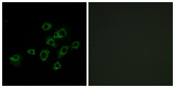 Anti-LILRA1 antibody used in Immunocytochemistry/ Immunofluorescence (ICC/IF). GTX87961