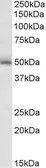 Anti-GABA A Receptor gamma 2 antibody, Internal used in Western Blot (WB). GTX88118