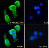 Anti-TRIM29 antibody, Internal used in Immunocytochemistry/ Immunofluorescence (ICC/IF). GTX88145