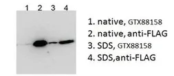 Anti-BICC1 (aa223-234) antibody, Internal used in Immunoprecipitation (IP). GTX88158