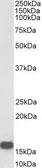 Anti-Neurogranin antibody, Internal used in Western Blot (WB). GTX88301