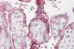 Anti-NCE2 antibody, C-term used in IHC (Paraffin sections) (IHC-P). GTX88427