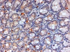 Anti-Apolipoprotein A4 antibody, Internal used in IHC (Paraffin sections) (IHC-P). GTX88533