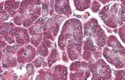 Anti-DAGLA antibody, C-term used in IHC (Paraffin sections) (IHC-P). GTX88615