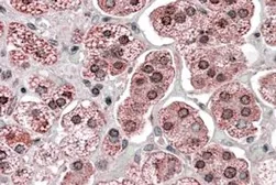 Anti-KPNA6 antibody, Internal used in IHC (Paraffin sections) (IHC-P). GTX88712