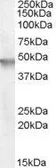 Anti-Cytohesin 2 antibody, N-term used in Western Blot (WB). GTX88930