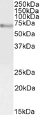 Anti-c-Myb (aa281-294) antibody, Internal used in Western Blot (WB). GTX89014