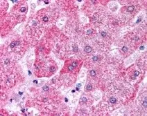 Anti-Apolipoprotein M antibody, C-term used in IHC (Paraffin sections) (IHC-P). GTX89155