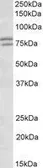 Anti-FXR1 antibody, Internal used in Western Blot (WB). GTX89272