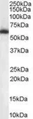 Anti-p54nrb antibody, C-term used in Western Blot (WB). GTX89315