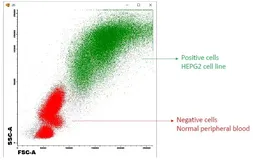 Anti-SCD antibody, C-term used in Flow cytometry (FCM). GTX89422