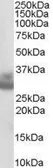 Anti-Cathepsin F antibody, C-term used in Western Blot (WB). GTX89526