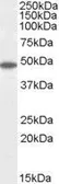 Anti-Flotillin 2 antibody, C-term used in Western Blot (WB). GTX89704