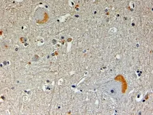 Anti-CAPON antibody, N-term used in IHC (Paraffin sections) (IHC-P). GTX89878