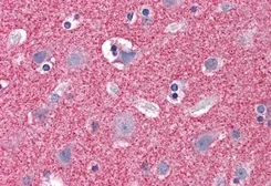 Anti-Septin 3 antibody, N-term used in IHC (Paraffin sections) (IHC-P). GTX89929